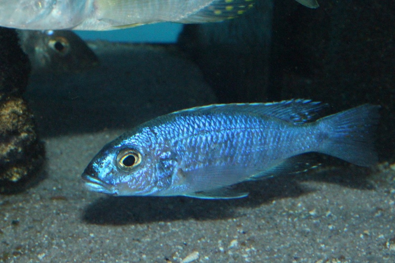 Sciaenochromis fryeri 'Likoma Island'